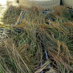 آبیاری زرد آب زعفران و دلایل اهمیت آن