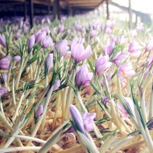 آب و هوای مناسب برای رشد زعفران گلخانه ای