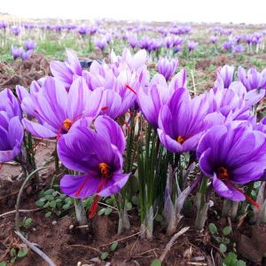 چرا باید از زعفران مرغوب برای قنادی استفاده کنید؟