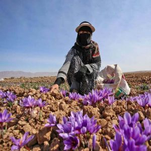 مناسبترین مناطقی برای کشت زعفران