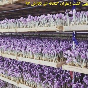 آب و هوای مناسب برای رشد زعفران گلخانه ای