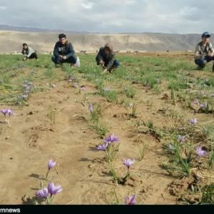 نحوه کود دهی زاج آب (روش آبیاری غرقابی)