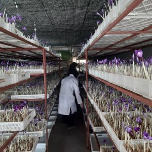 فرایند تاسیس گلخانه برای زعفران