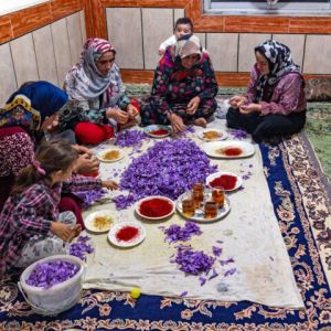 زمینی که قبلا زعفران بوده رو الان میشه دوباره زعفران کاشت؟