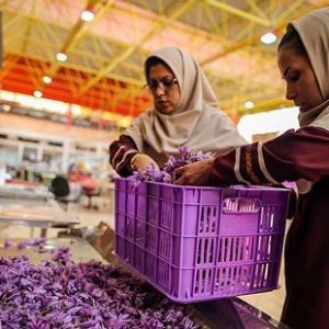 مراحل پس از برداشت و فرآوری زعفران