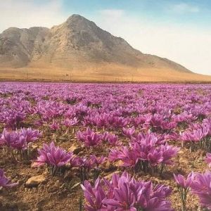  مصرف مجاز زعفران چقدر هست؟