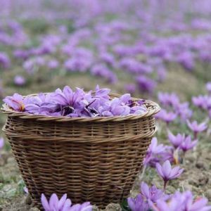 شرکت‌ های زعفران در ایران
