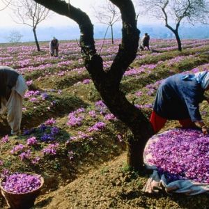 خواص زعفران برای فشار خون