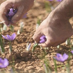 کاشت زعفران در جعبه 