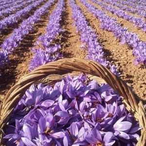 هر مثقال زعفران چند گرم است؟