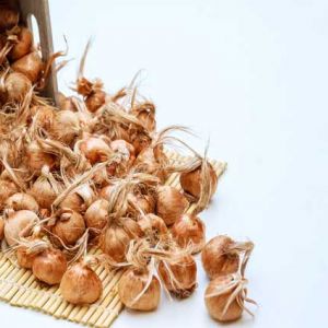 پیاز زعفران چیست و کاشت آن چگونه است؟
