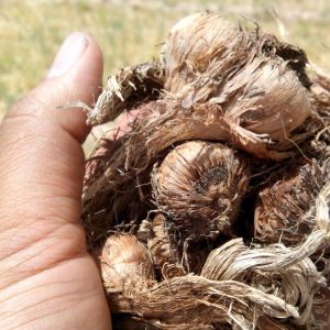 چند معیار تشخیص پیاز زعفران 