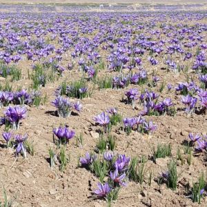 زعفران کوهی