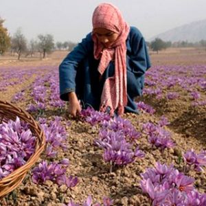  تناوب زراعی زعفران
