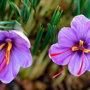 گلبرگ زعفران برای صنعت میگو