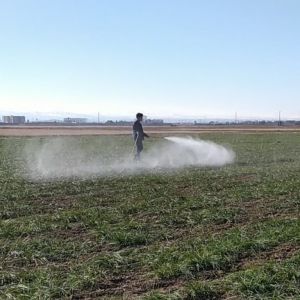 محلول پاشی زعفران: بهترین کود برای محلول پاشی زعفران