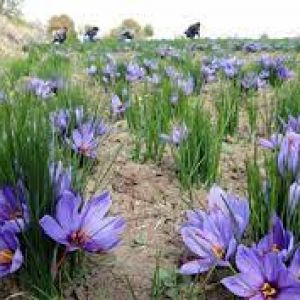 راهکار تضمینی از بین بردن علف هرز مزرعه زعفران