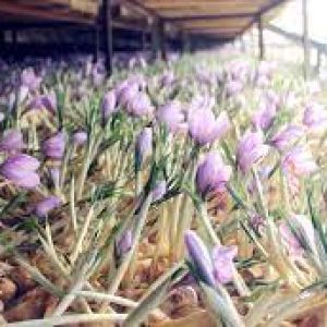 نقره کردن پیاز زعفران در کشت گلخانه‌ ای زعفران