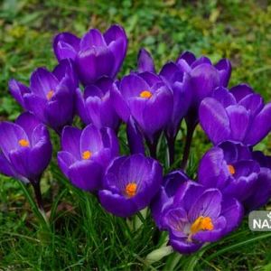 چند معیار تشخیص پیاز زعفران 