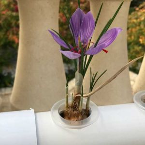 مراحل آماده سازی گلخانه زعفران