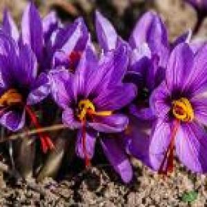 زمینی که قبلا زعفران بوده رو الان میشه دوباره زعفران کاشت؟