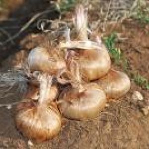 5 معیار تشخیص پیاز زعفران 