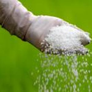 کود اوره زعفران چیست؟
