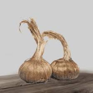 معایب و محاسن درشت بودن پیاز زعفران در زمان کشت