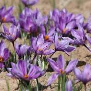 نکات مهم کشت زعفران از زبان با  کشاورزان