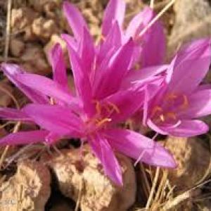 زعفران کوهی یا وحشی: بررسی ظاهر، خواص و طریقه مصرف