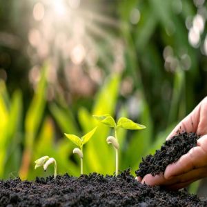 کود آهن برای زعفران: بررسی خواص و طریقه مصرف