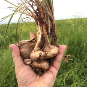 تکثیر پیاز زعفران | بهترین کود برای درشت شدن پیاز زعفران