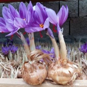 پیاز زعفران چیست و کاشت آن چگونه است؟