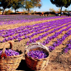 کشت آرمانی زعفران چیست و چه مزایایی دارد؟