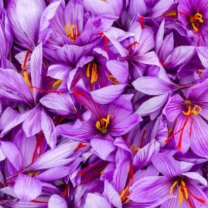 جشن برداشت زعفران و آیین مربوط به آن