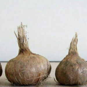 تاثیر وزن پیاز زعفران بر روی گلدهی زعفران