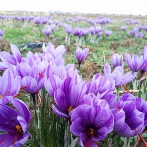 قبل از شروع کشت زعفران به چه نکاتی باید توجه کرد؟
