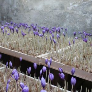فواید کاشت زعفران گلخانه ای