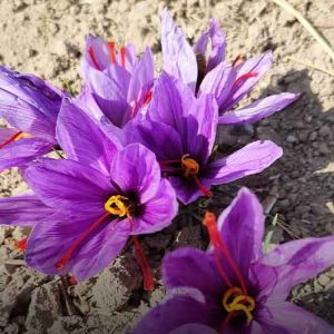 نکات مهم کشت زعفران از زبان با تجربه‌ها