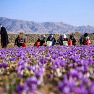تاثیر زعفران بر تیروئید