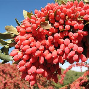 کاشت زرشک در ایران به چه صورت است؟