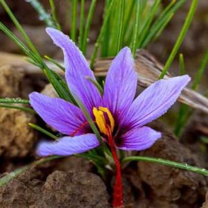 ۱۰ علت ضعیف بودن کلاله‌ی زعفران