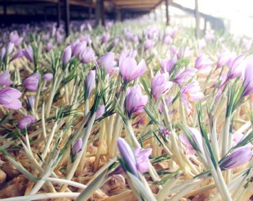 آب و هوای مناسب برای رشد زعفران گلخانه ای