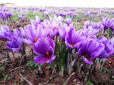چرا باید از زعفران مرغوب برای قنادی استفاده کنید؟