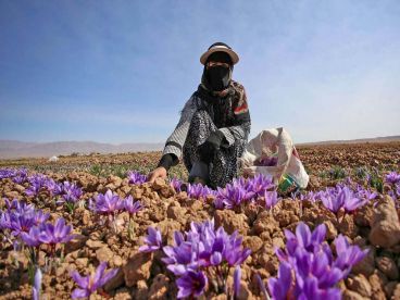 مناسبترین مناطقی برای کشت زعفران