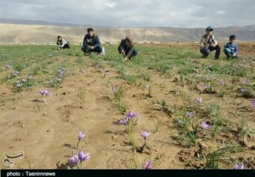 نحوه کود دهی زاج آب (روش آبیاری غرقابی)