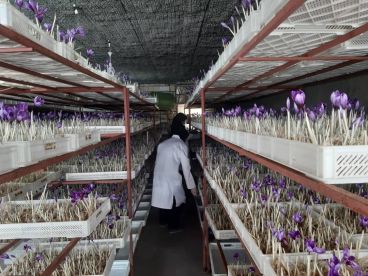 فرایند تاسیس گلخانه برای زعفران