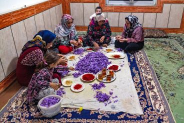 زمینی که قبلا زعفران بوده رو الان میشه دوباره زعفران کاشت؟