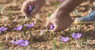 کاشت زعفران در جعبه 