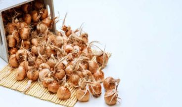 پیاز زعفران چیست و کاشت آن چگونه است؟